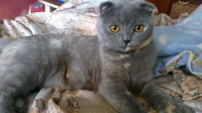 Лот: 2124101. Фото: 1. Шотландская вислоухая кошка. Кошки, котята