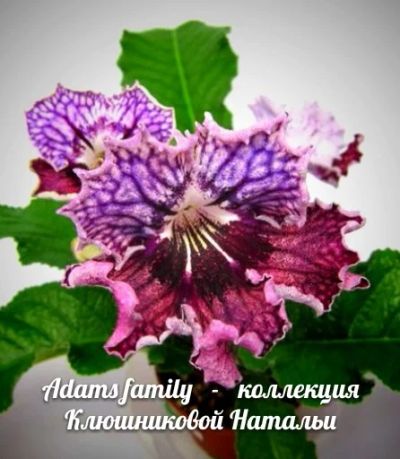 Лот: 10769987. Фото: 1. Стрептокарпус Adams Family - детка. Горшечные растения и комнатные цветы