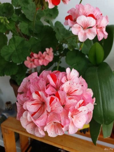 Лот: 2018468. Фото: 1. Пелларгония Люстра биколор (нежно-розовые... Горшечные растения и комнатные цветы