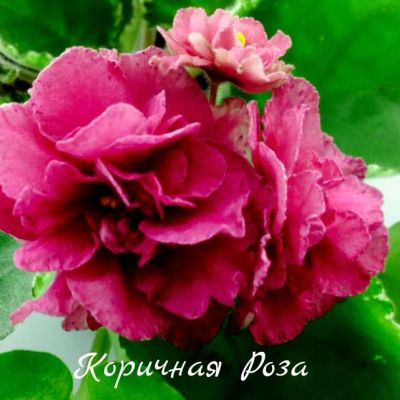 Лот: 6148994. Фото: 1. Фиалка сортовая Коричная Роза... Горшечные растения и комнатные цветы