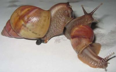 Лот: 580451. Фото: 1. Улитка Achatina fulica var. hamillei... Другое (растения и животные)