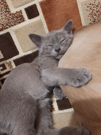Лот: 17280156. Фото: 1. Бурманский котёнок. Кошки, котята