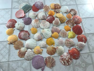 Лот: 18006944. Фото: 1. Морские гребешки/ракушки. Грунты, украшения, наполнения