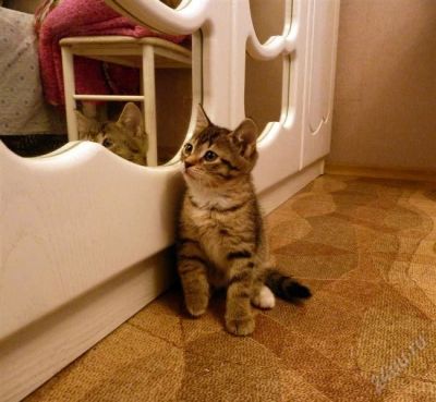 Лот: 2424195. Фото: 1. котята. Кошки, котята