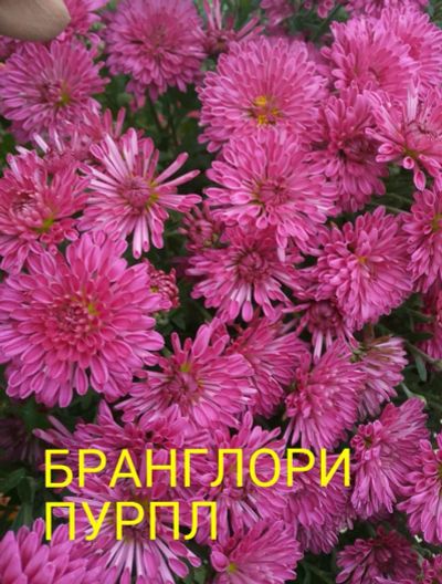Лот: 8878254. Фото: 1. Бранглори пурпул мультифлора. Садовые цветы
