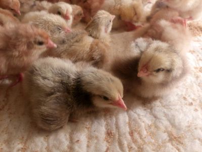 Лот: 9094673. Фото: 1. Продам цыплят Мастер Грей и Родонит. Птицы