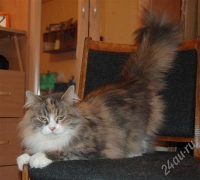 Лот: 519036. Фото: 1. Кошка-полуперс ищет хозяев!. Остальные животные