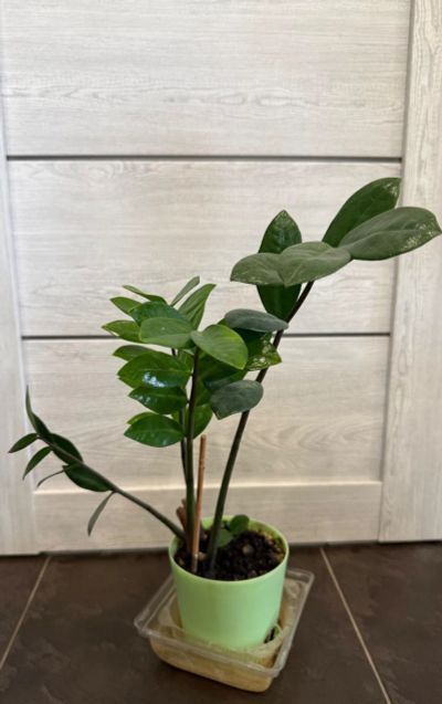 Лот: 25384294. Фото: 1. Замиокулькас. Долларовое растение... Горшечные растения и комнатные цветы