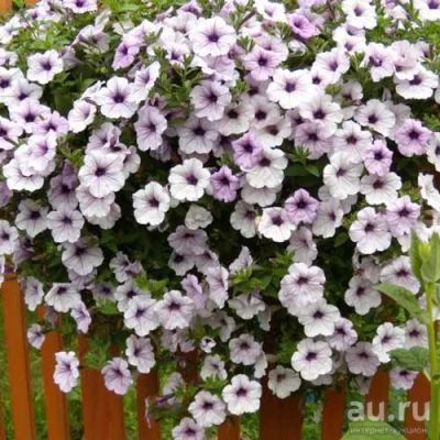 Лот: 13746888. Фото: 1. Петуния ампельная Тайфун силвер... Садовые цветы