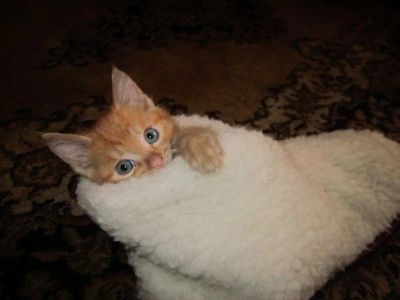 Лот: 4116476. Фото: 1. Отдам рыжего рысенка 1, 5 мес. Кошки, котята