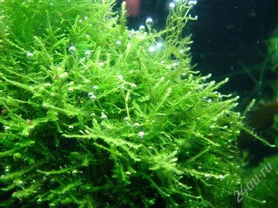 Лот: 247779. Фото: 1. Яванский мох. Водные растения