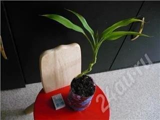 Лот: 362410. Фото: 1. "Бамбук счастья" - Драцена Сандера. Горшечные растения и комнатные цветы