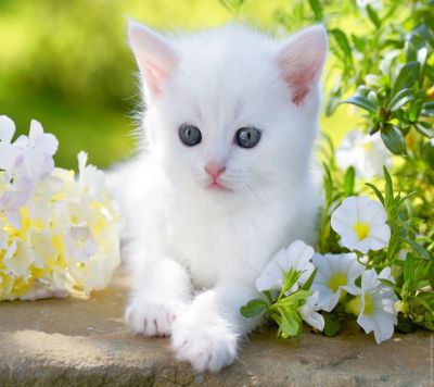 Лот: 11654082. Фото: 1. котенок белый с голубыми глазами... Кошки, котята