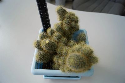 Лот: 3117514. Фото: 1. Кактусы - Коллекция - Mammillaria... Горшечные растения и комнатные цветы