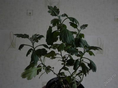 Лот: 1774430. Фото: 1. Хризантема красная,кустик. Горшечные растения и комнатные цветы