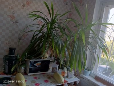Лот: 25671786. Фото: 1. Пальма винтовая панданус двойная... Горшечные растения и комнатные цветы