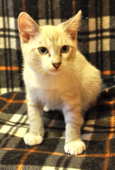 Лот: 5805515. Фото: 1. Самый ласковый и нежный котя ищет... Кошки, котята