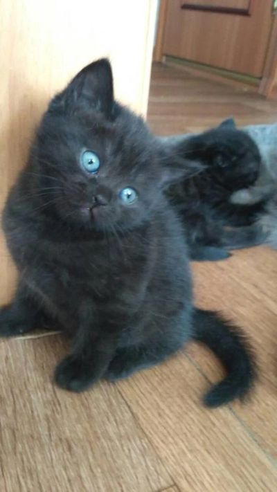 Лот: 11423892. Фото: 1. Британцы. Кошки, котята