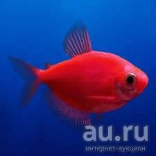Лот: 13430365. Фото: 1. Starfire Red GloFish Tetra -Тернеция... Рыбки