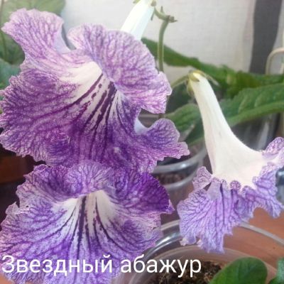 Лот: 8612979. Фото: 1. Стрептокарпус Звездный абажур. Горшечные растения и комнатные цветы