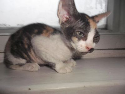 Лот: 6475381. Фото: 1. Подарю кошку (мать - сфинкс петерболт... Кошки, котята