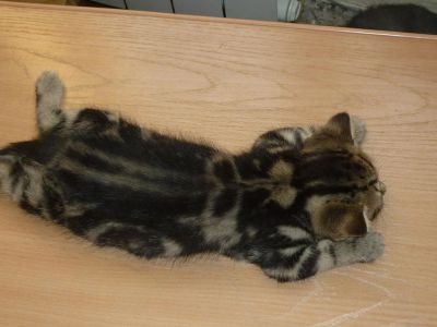 Лот: 4186336. Фото: 1. Британчики.Торг. Кошки, котята