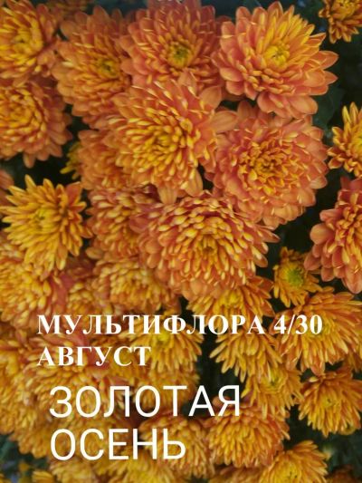 Лот: 8030559. Фото: 1. Золотая осень. Садовые цветы