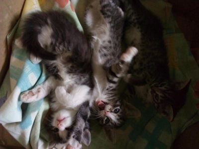 Лот: 11503746. Фото: 1. Подарим котят. Кошки, котята
