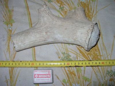 Лот: 1186804. Фото: 1. Часть рога древнего оленя №3. Археология