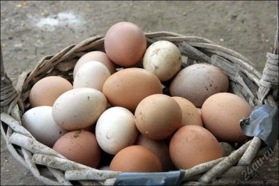 Лот: 5684207. Фото: 1. Яйцо домашнее куриное. Мясо, птица, яйцо