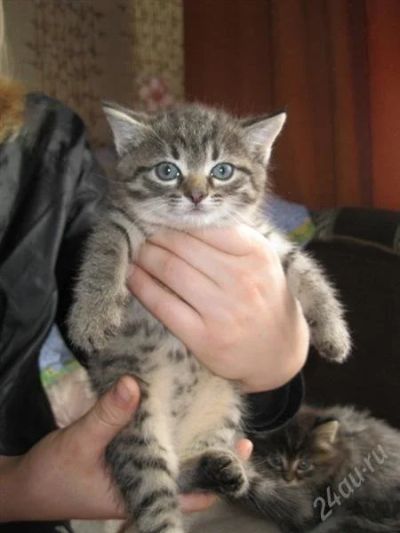 Лот: 1897214. Фото: 1. котенок ищет самые заботливые... Кошки, котята