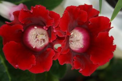 Лот: 4140982. Фото: 1. Глоксиния (цветущая). Горшечные растения и комнатные цветы