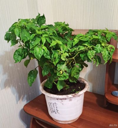 Лот: 14647242. Фото: 1. Trinidad Moruga Scorpion caromelo... Горшечные растения и комнатные цветы