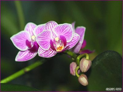 Лот: 5212577. Фото: 1. Цветущая мини-орхидея. Горшечные растения и комнатные цветы