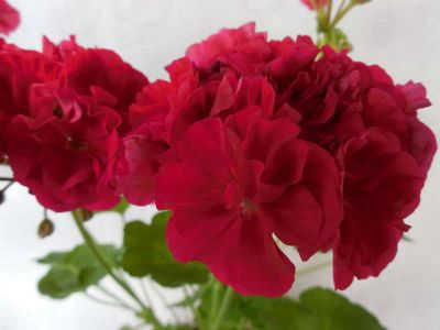 Лот: 4569779. Фото: 1. Пеларгония Bold Carmine ( цветущая... Горшечные растения и комнатные цветы