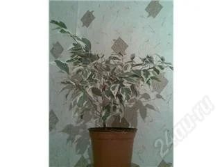 Лот: 127221. Фото: 1. фикус пестрый. Горшечные растения и комнатные цветы
