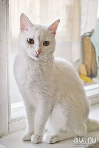 Лот: 8748139. Фото: 1. Белая кошечка Жужа, 8 мес. Кошки, котята