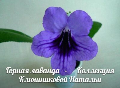Лот: 8848829. Фото: 1. Стрептокарпус Горная лаванда. Горшечные растения и комнатные цветы