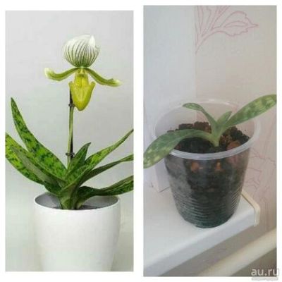 Лот: 8546940. Фото: 1. Орхидея Пафиопедилюм "Моуди". Горшечные растения и комнатные цветы