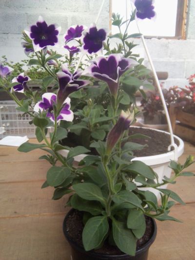 Лот: 15988308. Фото: 1. Петуния Cascadias Rim Violet. Садовые цветы