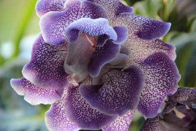 Лот: 4277989. Фото: 1. Глоксиния фиолетовая в белую крапинку... Горшечные растения и комнатные цветы