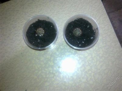 Лот: 1847063. Фото: 1. кактусенок. Горшечные растения и комнатные цветы