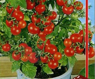 Лот: 7166074. Фото: 1. Рассада Томата Лукошко на окошке... Овощи