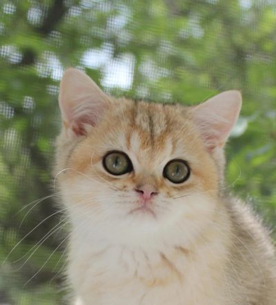Лот: 5270368. Фото: 1. Британский золотой котенок-шиншилленок. Кошки, котята