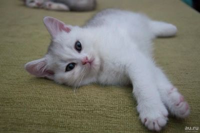 Лот: 8708237. Фото: 1. Два замечательных маленьких котика. Кошки, котята