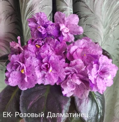 Лот: 12080646. Фото: 1. Фиалка ЕК-Розовый Далматинец -... Горшечные растения и комнатные цветы