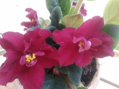 Лот: 9420927. Фото: 1. Фиалка,бордовая. Горшечные растения и комнатные цветы