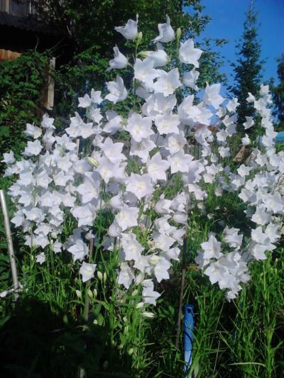 Лот: 7794153. Фото: 1. Колокольчик персиколистный (Белоснежка... Садовые цветы