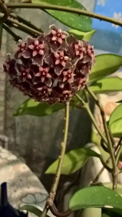 Лот: 9896186. Фото: 1. Хойя. Горшечные растения и комнатные цветы