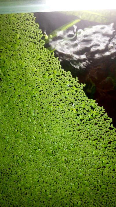 Лот: 5305256. Фото: 1. Ряска. Водные растения
